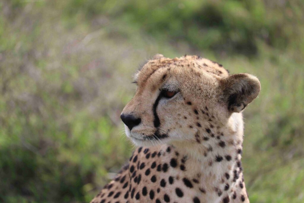serengeti